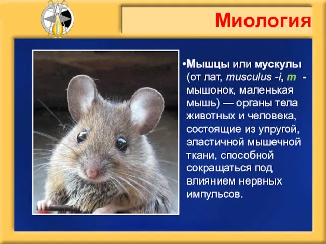 Миология Мышцы или мускулы (от лат, musculus -i, m - мышонок, маленькая