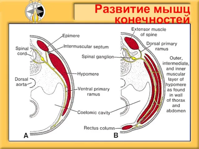 Развитие мышц конечностей