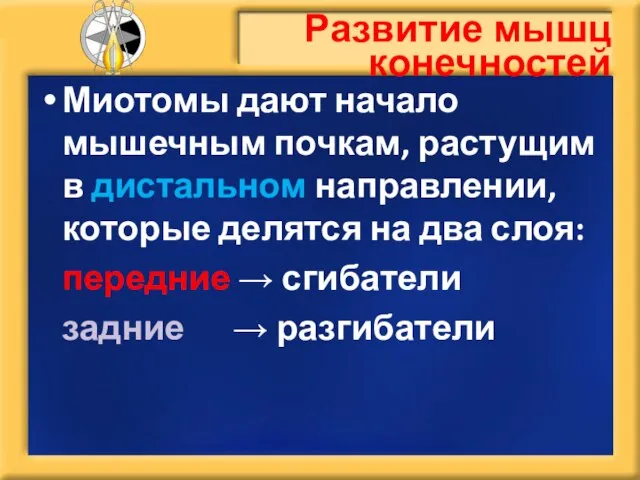 Развитие мышц конечностей Миотомы дают начало мышечным почкам, растущим в дистальном направлении,