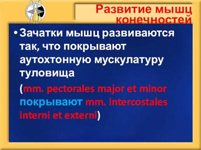 Развитие мышц конечностей Зачатки мышц развиваются так, что покрывают аутохтонную мускулатуру туловища