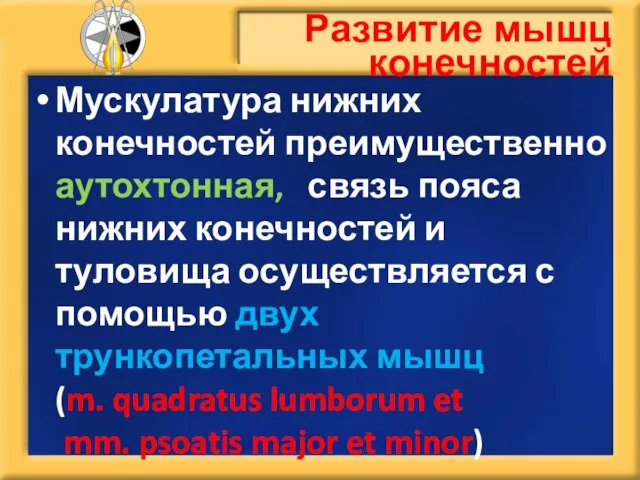 Развитие мышц конечностей Мускулатура нижних конечностей преимущественно аутохтонная, связь пояса нижних конечностей