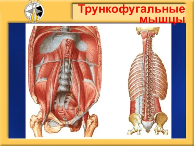 Трункофугальные мышцы