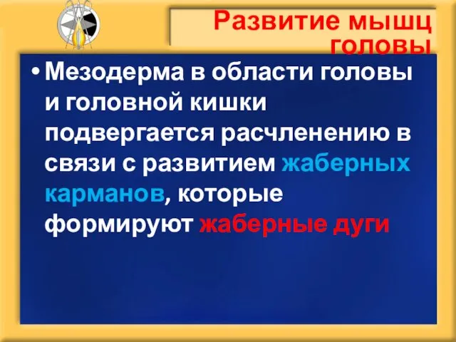 Мезодерма в области головы и головной кишки подвергается расчленению в связи с