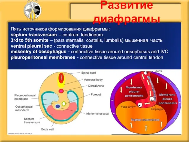 Пять источников формирования диафрагмы: septum transversum – centrum tendineum 3rd to 5th