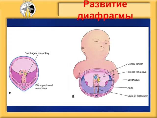 Развитие диафрагмы