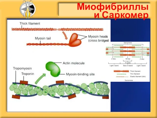 Миофибриллы и Саркомер