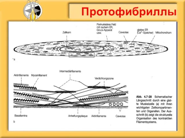 Протофибриллы