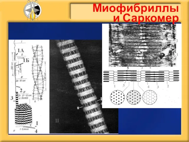 Миофибриллы и Саркомер