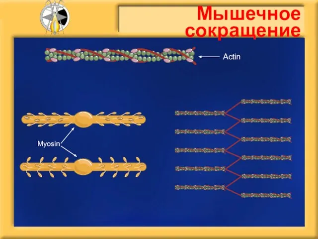 Мышечное сокращение