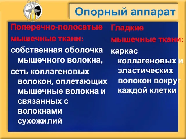 Опорный аппарат Поперечно-полосатые мышечные ткани: собственная оболочка мышечного волокна, сеть коллагеновых волокон,