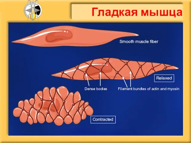 Smooth muscle fiber Relaxed Contracted Filament bundles of actin and myosin Dense bodies Гладкая мышца