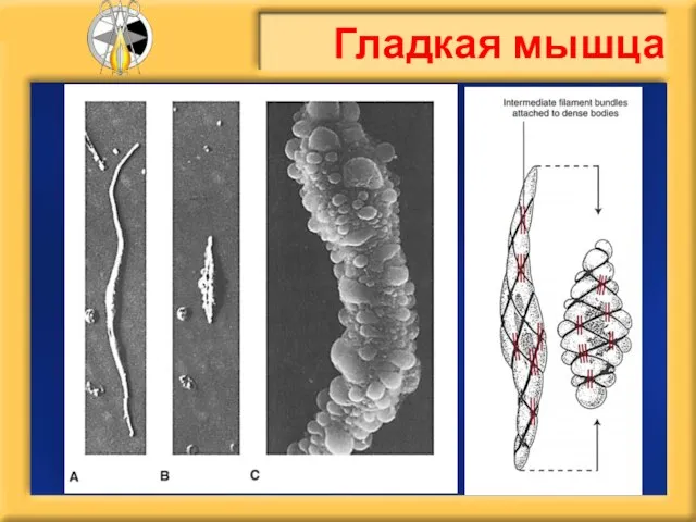 Гладкая мышца