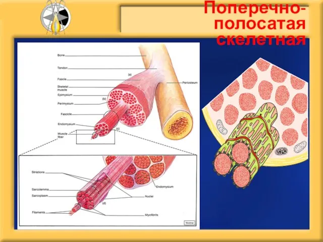 Поперечно-полосатая скелетная