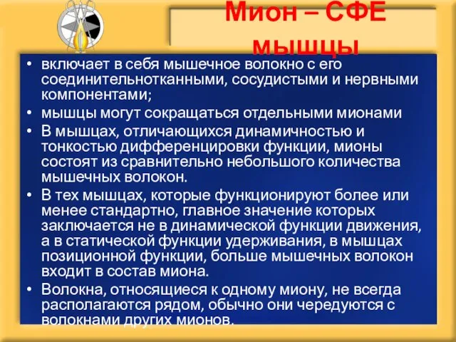 Мион – СФЕ мышцы включает в себя мышечное волокно с его соединительнотканными,