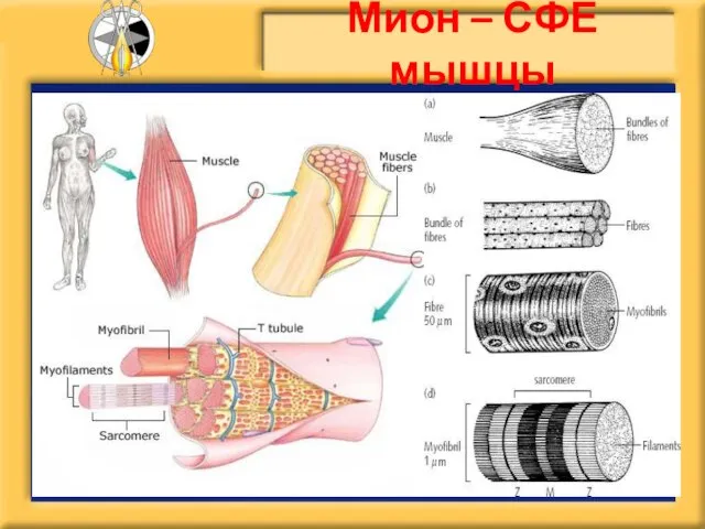 Мион – СФЕ мышцы