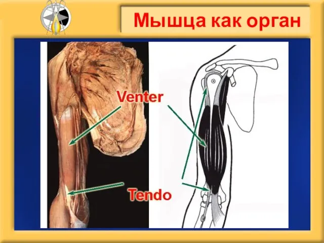 Мышца как орган