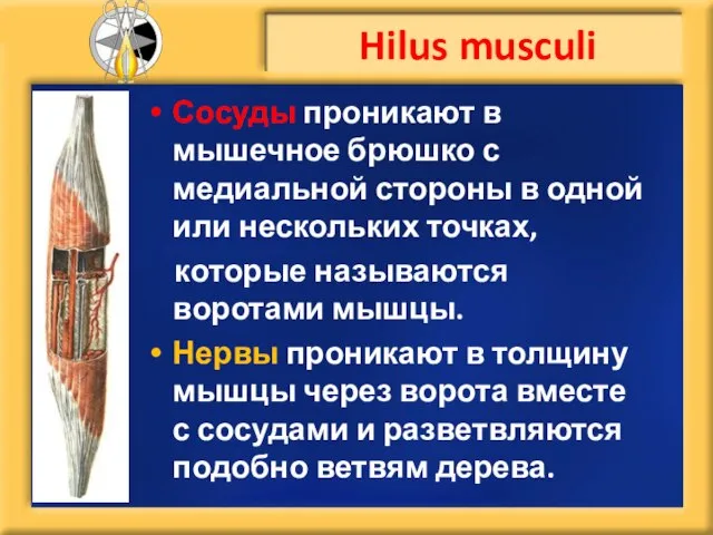 Сосуды проникают в мышечное брюшко с медиальной стороны в одной или нескольких