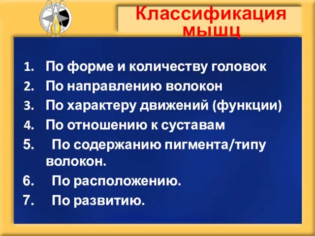 Классификация мышц По форме и количеству головок По направлению волокон По характеру