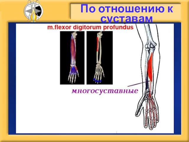 По отношению к суставам