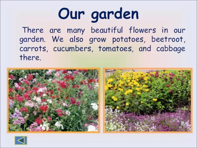 Our garden There are many beautiful flowers in our garden. We also