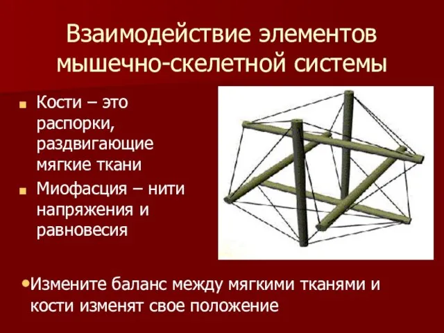 Взаимодействие элементов мышечно-скелетной системы Кости – это распорки, раздвигающие мягкие ткани Миофасция