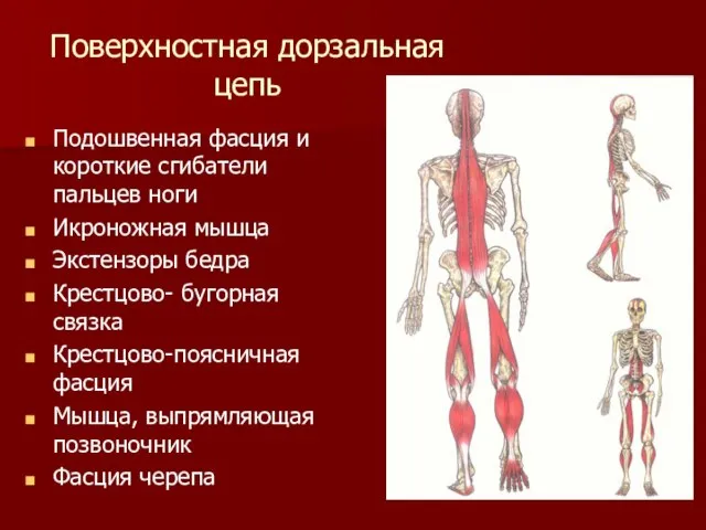 Поверхностная дорзальная цепь Подошвенная фасция и короткие сгибатели пальцев ноги Икроножная мышца