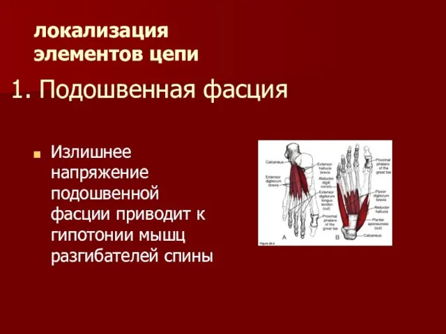 1. Подошвенная фасция Излишнее напряжение подошвенной фасции приводит к гипотонии мышц разгибателей спины локализация элементов цепи