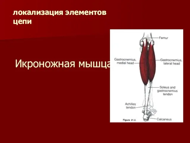 Икроножная мышца локализация элементов цепи