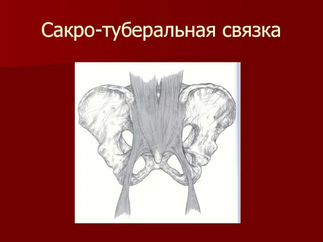 Сакро-туберальная связка