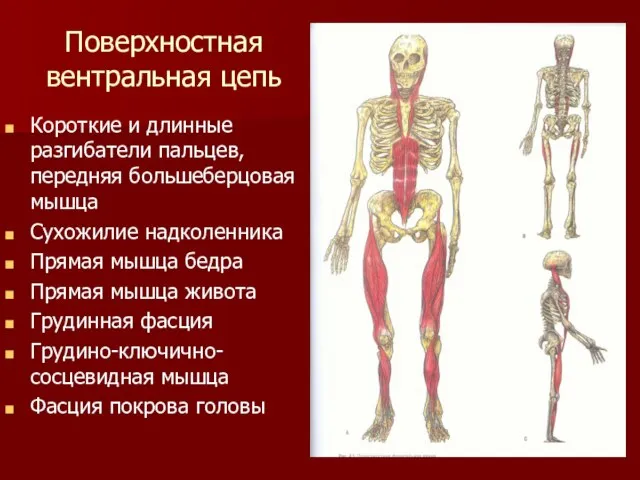 Поверхностная вентральная цепь Короткие и длинные разгибатели пальцев, передняя большеберцовая мышца Сухожилие