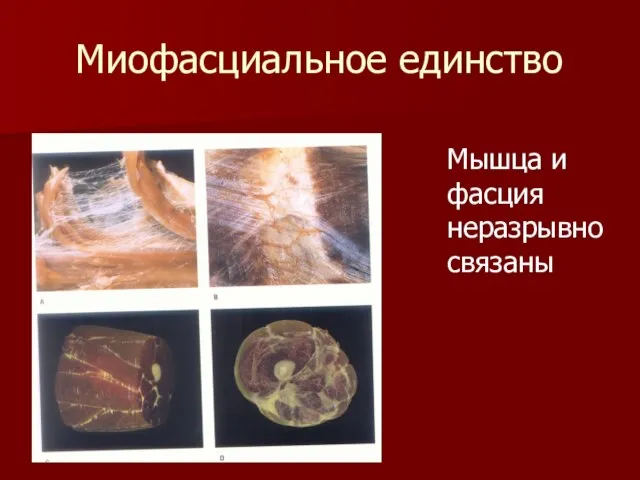 Миофасциальное единство Мышца и фасция неразрывно связаны