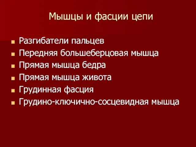 Мышцы и фасции цепи Разгибатели пальцев Передняя большеберцовая мышца Прямая мышца бедра