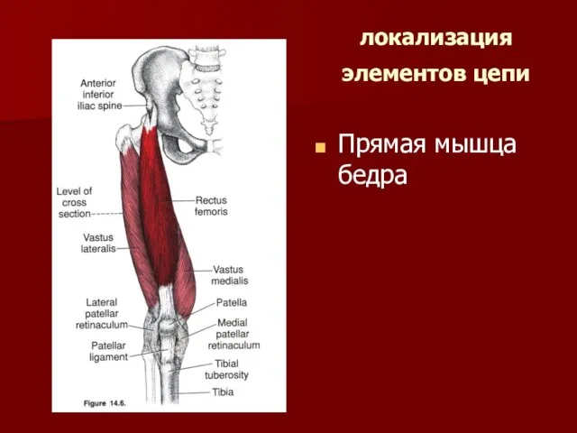 локализация элементов цепи Прямая мышца бедра