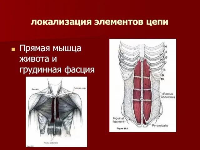 локализация элементов цепи Прямая мышца живота и грудинная фасция