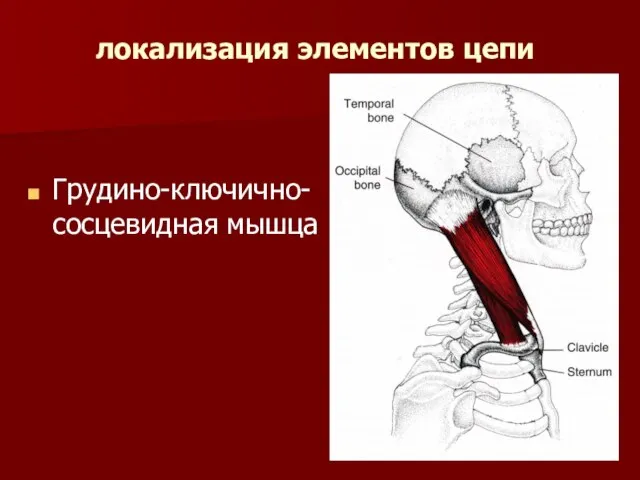 локализация элементов цепи Грудино-ключично-сосцевидная мышца