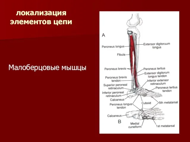 локализация элементов цепи Малоберцовые мышцы