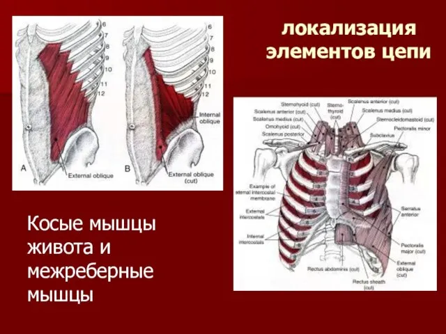 локализация элементов цепи Косые мышцы живота и межреберные мышцы