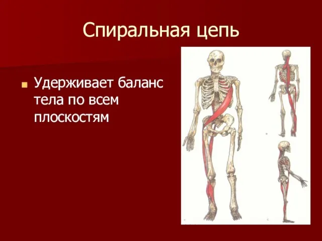 Спиральная цепь Удерживает баланс тела по всем плоскостям