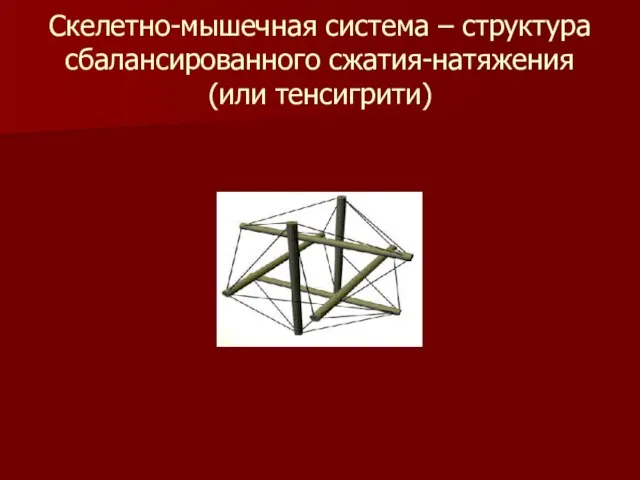 Скелетно-мышечная система – структура сбалансированного сжатия-натяжения (или тенсигрити)