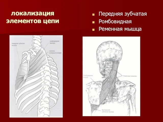 локализация элементов цепи Передняя зубчатая Ромбовидная Ременная мышца