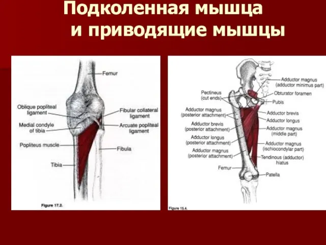 Подколенная мышца и приводящие мышцы