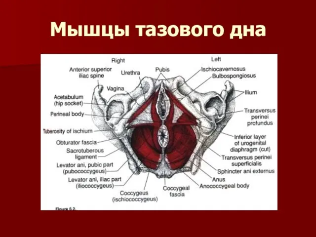 Мышцы тазового дна