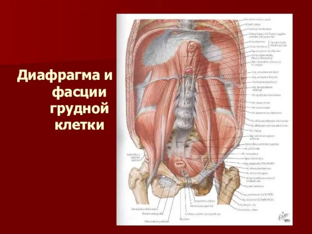 Диафрагма и фасции грудной клетки