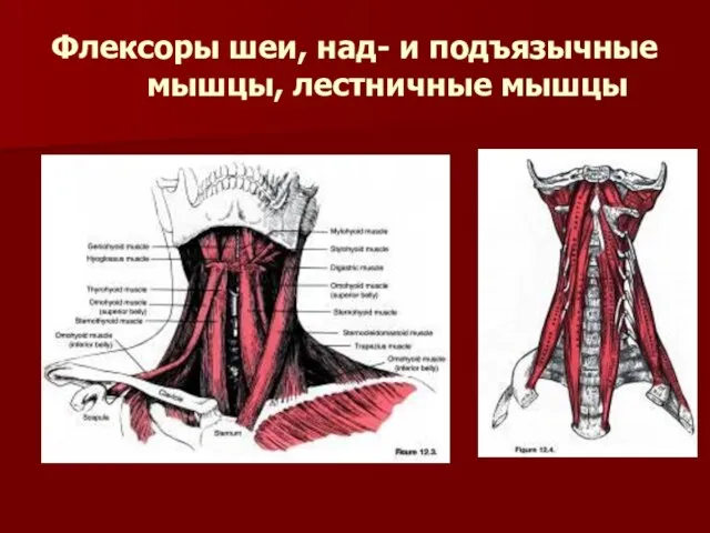 Флексоры шеи, над- и подъязычные мышцы, лестничные мышцы