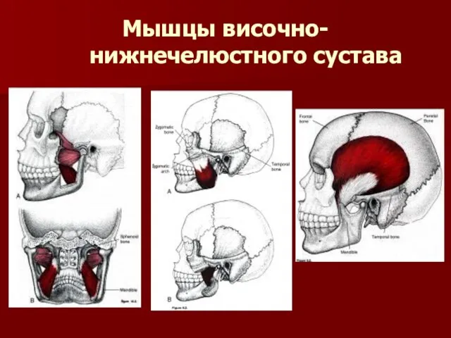 Мышцы височно-нижнечелюстного сустава