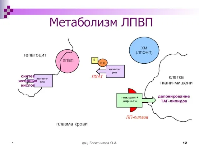 доц. Болотникова О.И. * Метаболизм ЛПВП гепатоцит клетка ткани-мишени ЛП-липаза плазма крови