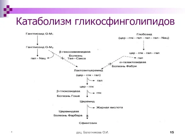 доц. Болотникова О.И. * Катаболизм гликосфинголипидов