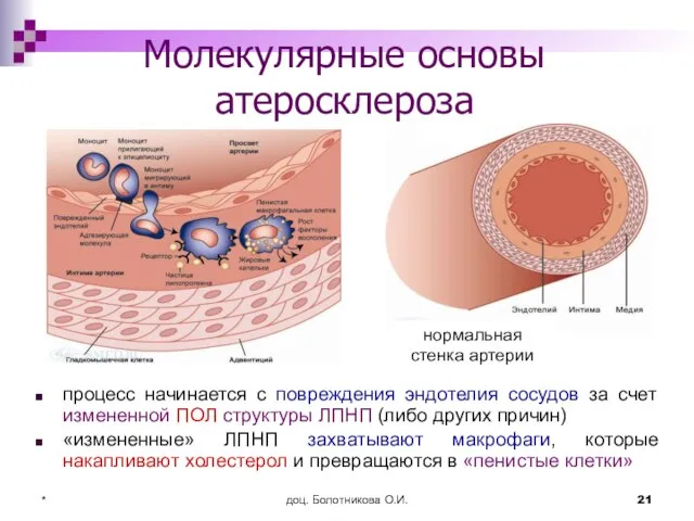 доц. Болотникова О.И. * Молекулярные основы атеросклероза процесс начинается с повреждения эндотелия