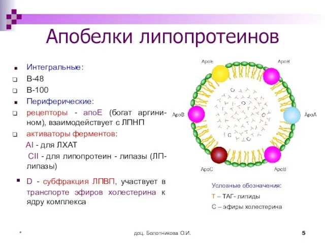 доц. Болотникова О.И. * Апобелки липопротеинов Интегральные: В-48 В-100 Периферические: рецепторы -