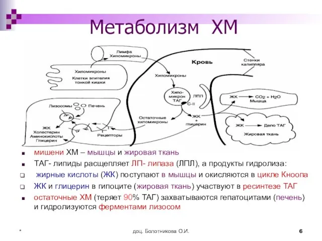 доц. Болотникова О.И. * Метаболизм ХМ мишени ХМ – мышцы и жировая